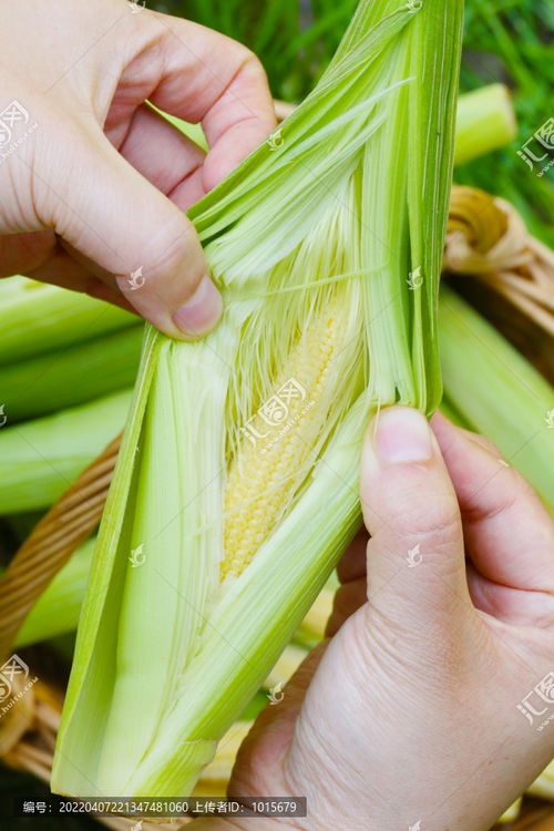 玉米筍圖片素材下載 食品餐飲素材下的蔬菜水果圖片素材