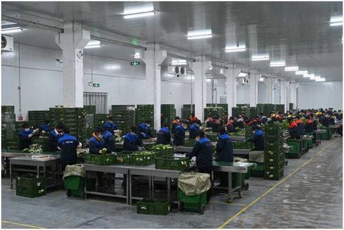 物美首次開放包裝菜加工廠 打造食品安全模范超市